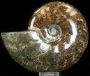 Cleoniceras Ammonite Fossil - Madagascar #32528-1